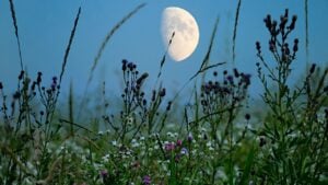 A captivating scene of the moon rising above a wildflower meadow at dusk. The delicate flowers and tall grasses contrast beautifully with the glowing moon in the evening sky.