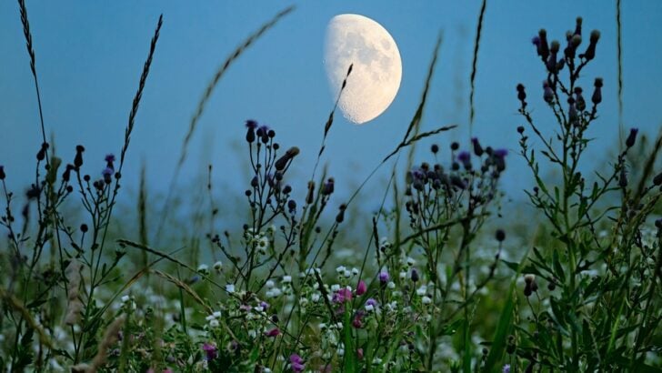 Don’t Skip These Old Farmer’s Almanac Tricks Your Grandmother Swore By