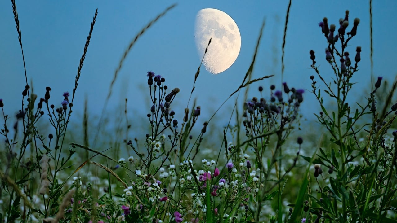 A captivating scene of the moon rising above a wildflower meadow at dusk. The delicate flowers and tall grasses contrast beautifully with the glowing moon in the evening sky.