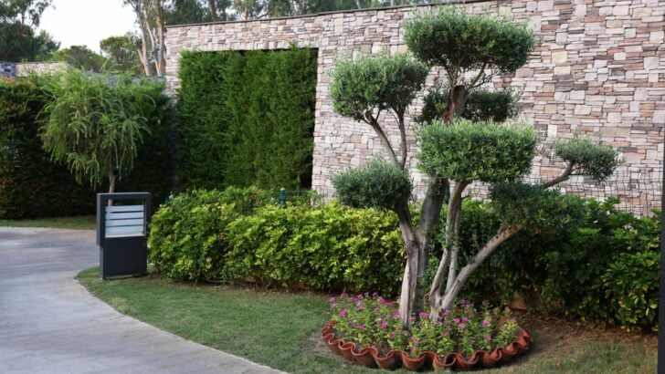 9 Smart Ways to Hide Unsightly Tree Roots (Without Harming Your Tree)