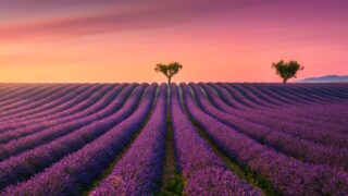 Blooming lavender field and trees at sunset in Plateau de Valensole. Provence region, France