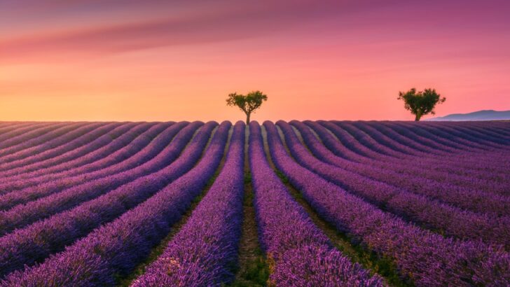Stop Making These 12 Lavender Growing Mistakes