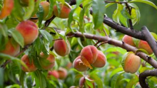 The peach - Prunus persica - is a fruit bearing tree. Red, ripe peaches with juicy yellow flash in the orchard.