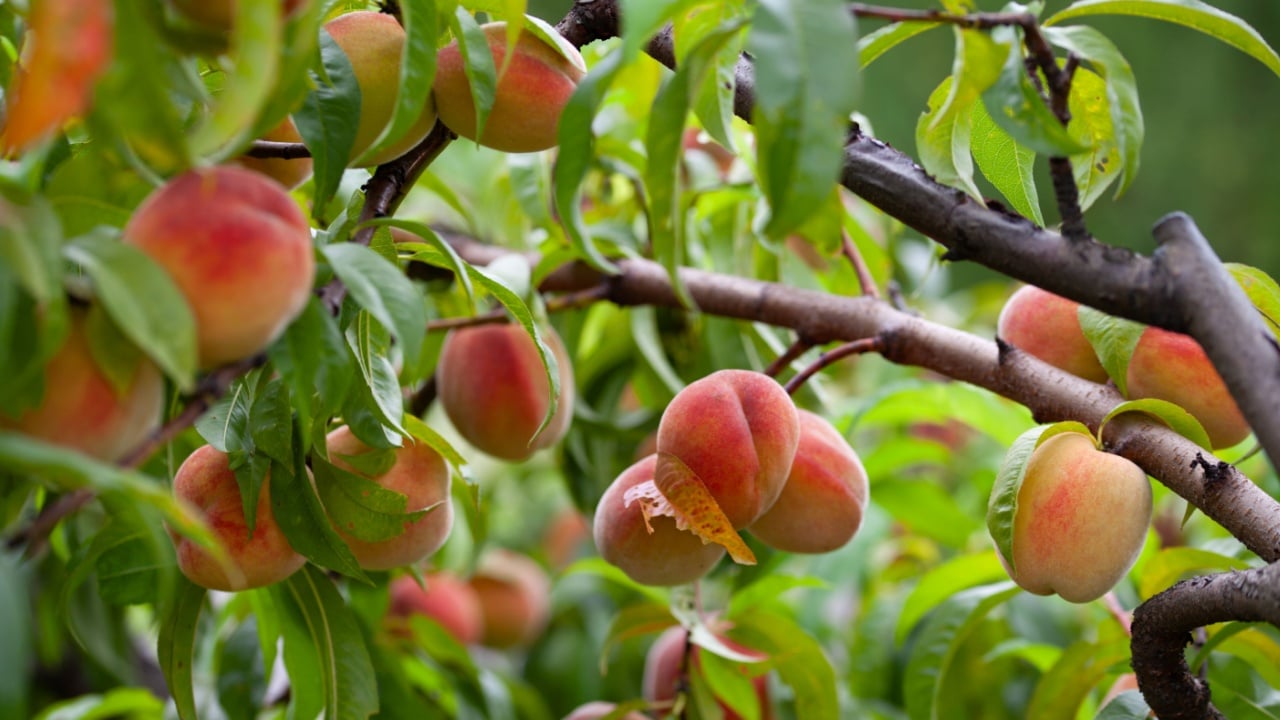 The peach - Prunus persica - is a fruit bearing tree. Red, ripe peaches with juicy yellow flash in the orchard.
