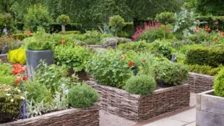 Raised woven garden beds in the historic Physic Garden, Edinburgh, UK, featuring medicinal herbs, flowers, and lush greenery in a traditional setting.