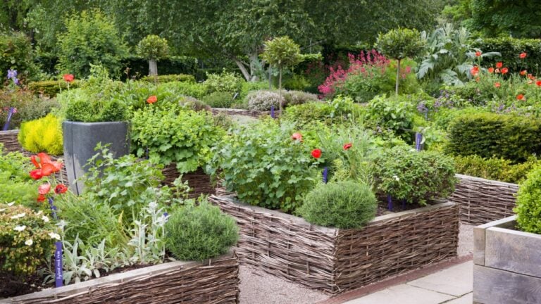 Raised woven garden beds in the historic Physic Garden, Edinburgh, UK, featuring medicinal herbs, flowers, and lush greenery in a traditional setting.
