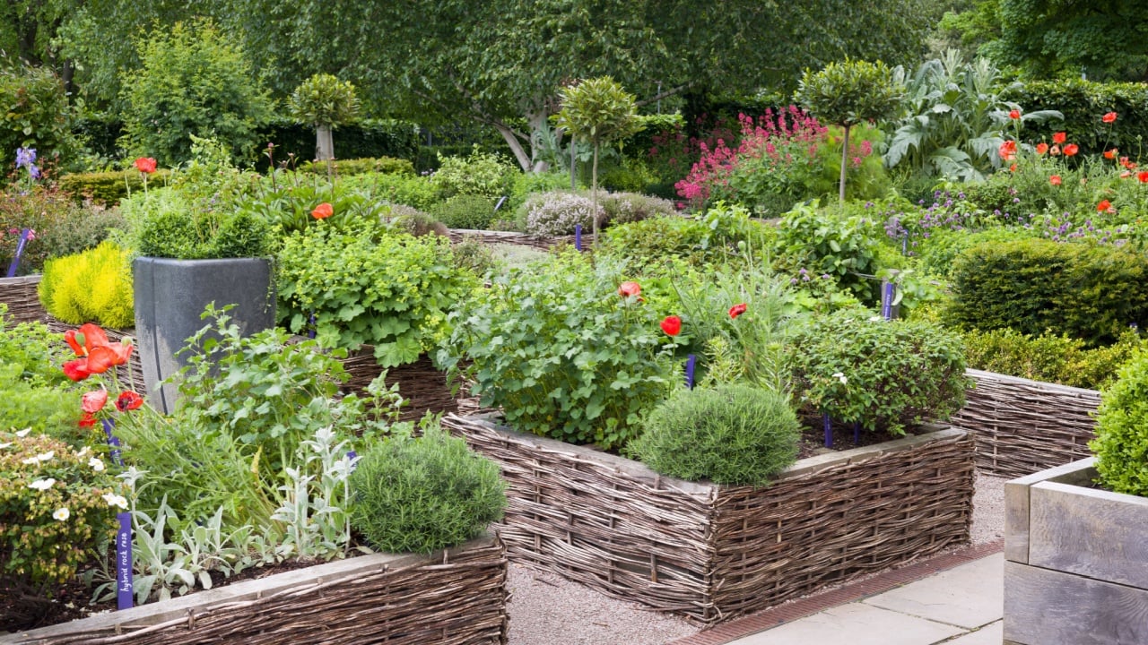 Raised woven garden beds in the historic Physic Garden, Edinburgh, UK, featuring medicinal herbs, flowers, and lush greenery in a traditional setting.