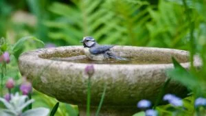 Bluetit garden bird bathing in a garden bird bath