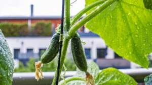 Closeup of young cucumbers growing on a vine with large green leaves and water droplets. The small fruits still have dried flower ends. Appartment building in the blurred background