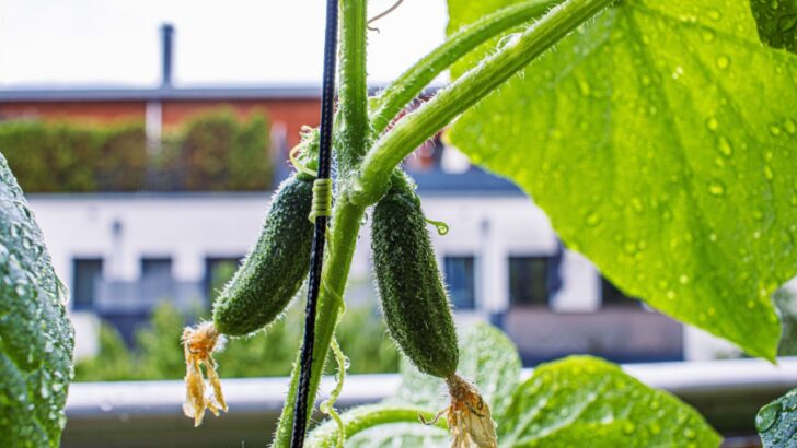 The Mistakes That Are Killing Your Container Cucumbers (And What to Do Instead)