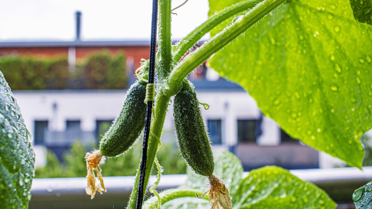 Closeup of young cucumbers growing on a vine with large green leaves and water droplets. The small fruits still have dried flower ends. Appartment building in the blurred background