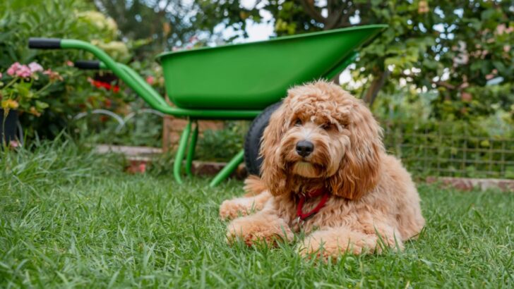 13 Common Garden Plants to Never Grow If You Have a Dog or Cat