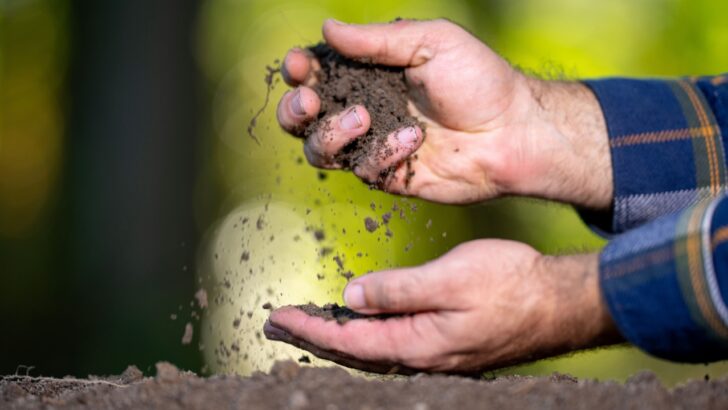 Is Your Garden Soil the Problem? Here’s How to Test and Fix It