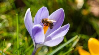 Close-up of a bee collecting nectar inside a blooming crocus flower in early spring. Macro view with shallow depth of field, vibrant purple petals, natural light, and soft blurred background. Concept of pollination, biodiversity, springtime, ecology, sustainability, and harmony of nature