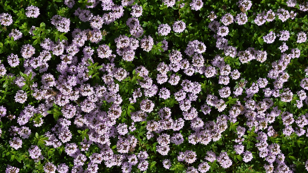 Thyme on the lawn in bloom.