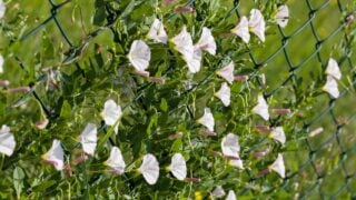wire fence covered with bindweed, note shallow depth of field