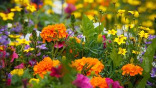 Mountain Flowers