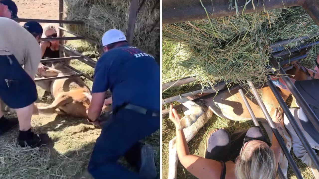 Trapped Foal