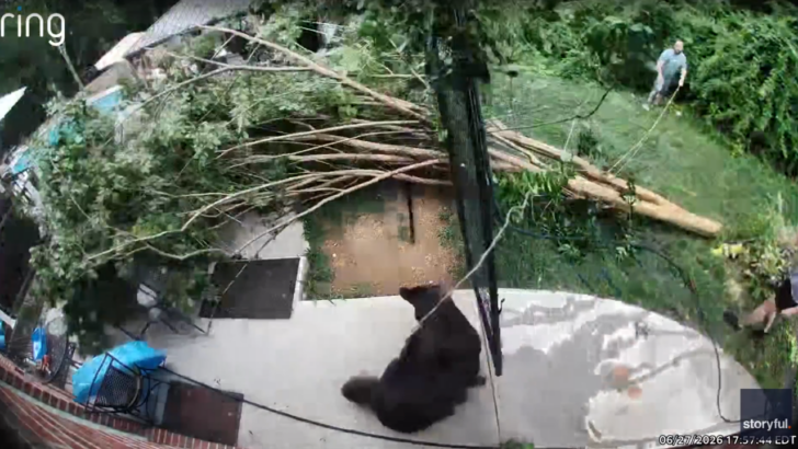 A Maryland Family’s DIY Tree Removal Went Wrong, Crushing Their Fence and Nearly Their Dog
