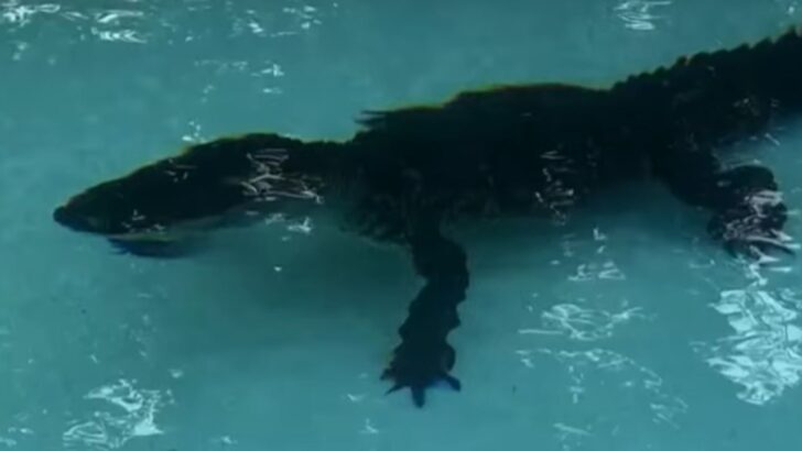 A Florida Homeowner Found a 7-Foot Alligator Lounging in the Backyard Pool
