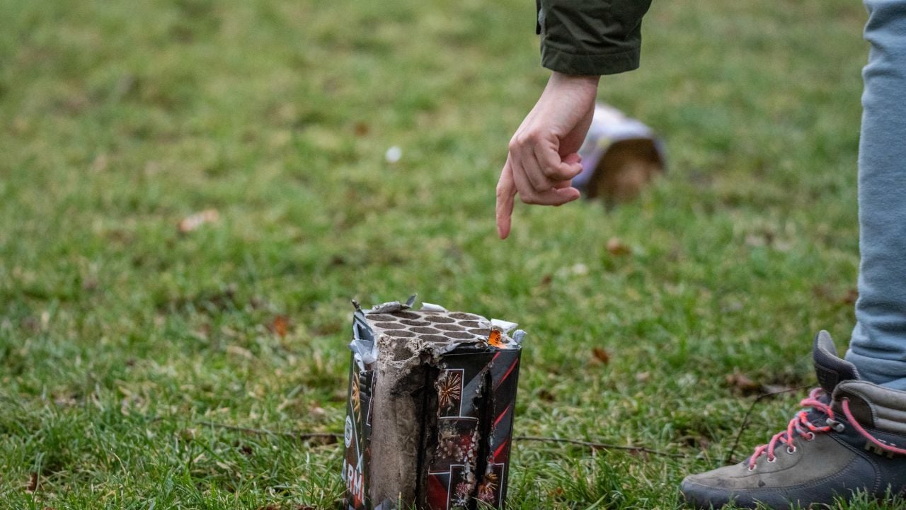 Warsaw, Poland - January 1, 2022: Dog and fireworks. A young white dog plays on the lawn with a firework wrapping after New Years Eve.