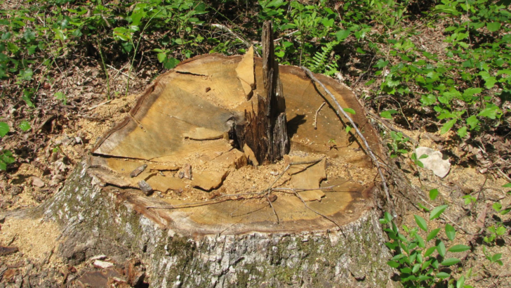 A Kentucky Man Is Facing Thousands of Dollars in Fines for Tree Theft After Cutting Down Another Homeowner’s Trees