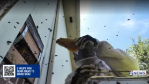Homeowner Finds Bees in Walls