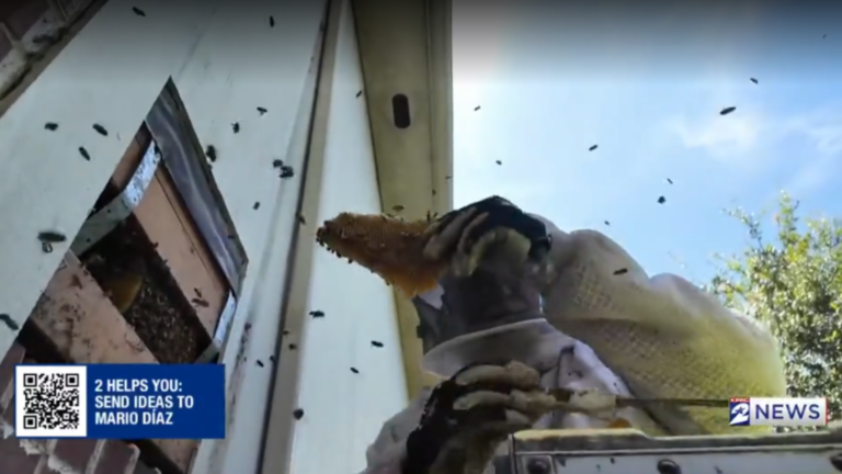 Homeowner Finds Bees in Walls