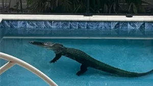 Alligator Found in Florida Pool