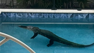 Alligator Found in Florida Pool