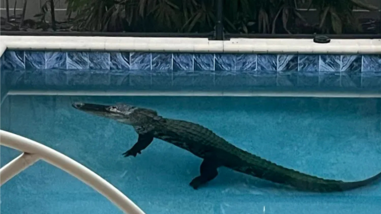 Alligator Found in Florida Pool