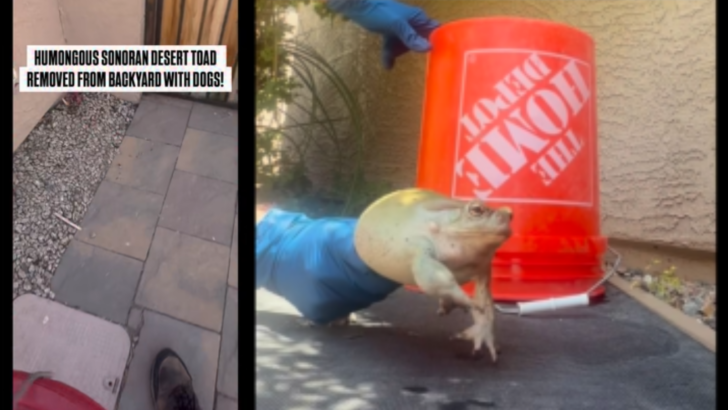 Homeowner Sounds the Alarm After Finding a ‘Humongous’ Toxic Toad in His Arizona Yard