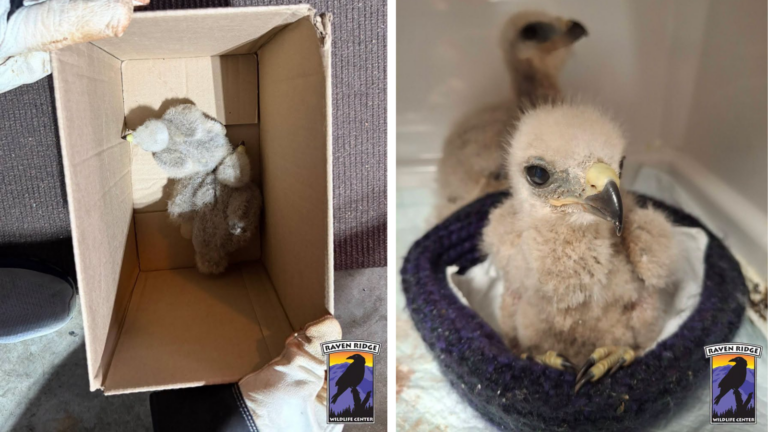 Homeowner Makes Cute Discovery After Storm