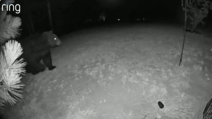 Redditor Shares Surprising Method for Keeping a Bear From Her Backyard