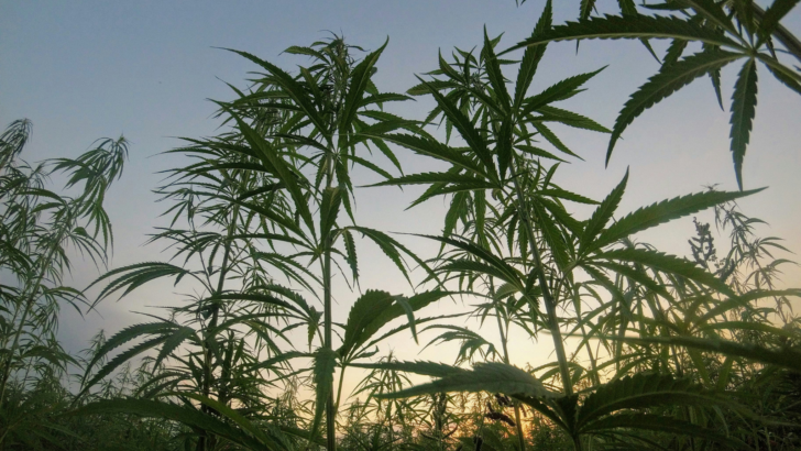 California Homeowner Being Sued $48,750 for Plants in His Backyard