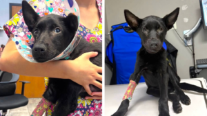 Abused Dog Finds Foster Home