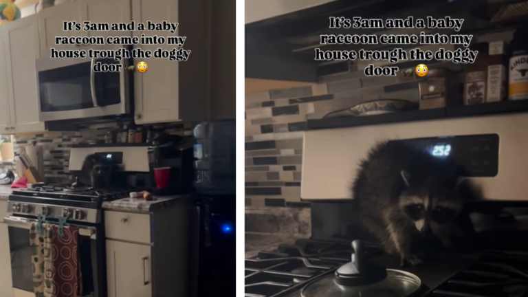 Baby Raccoon in Kitchen