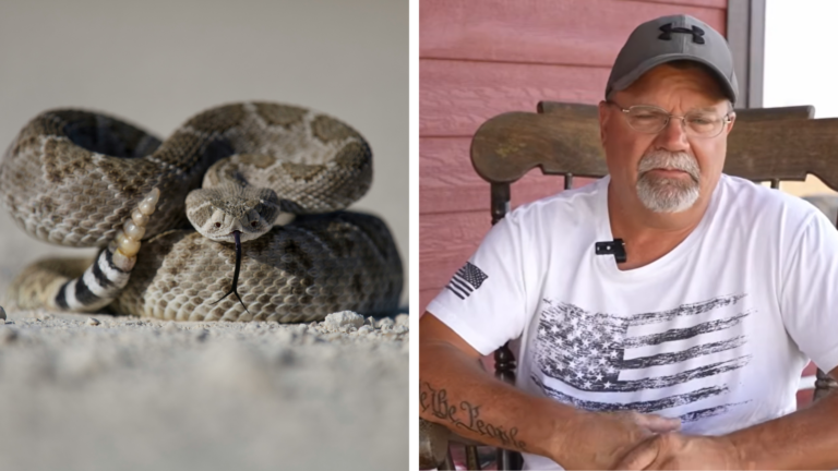 Montana Man Bit by Rattlesnake