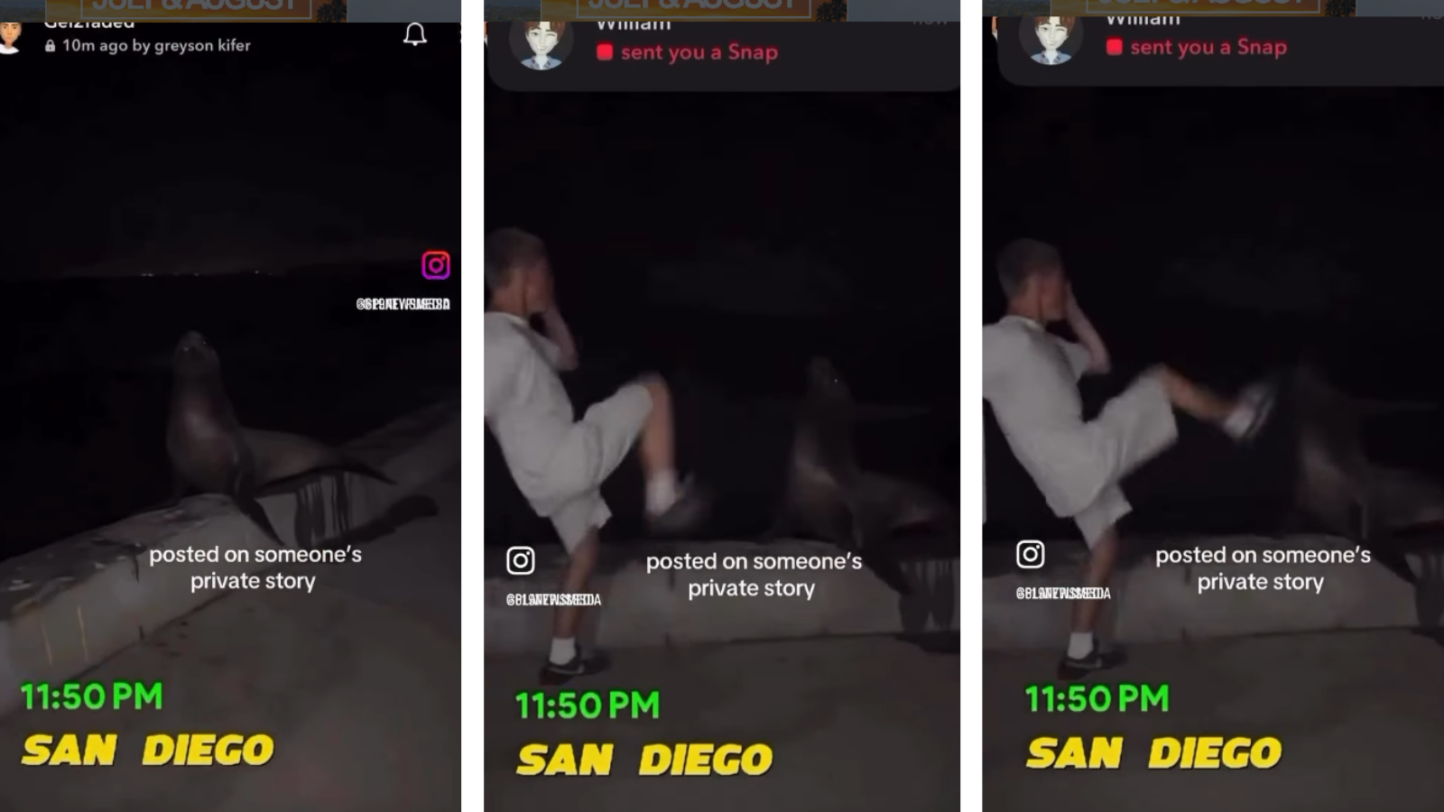 Man Kicks Sea Lion