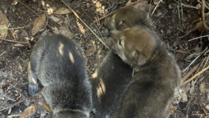 Red Wolves Born in North Carolina
