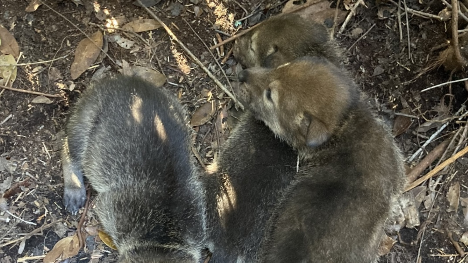 Red Wolves Born in North Carolina