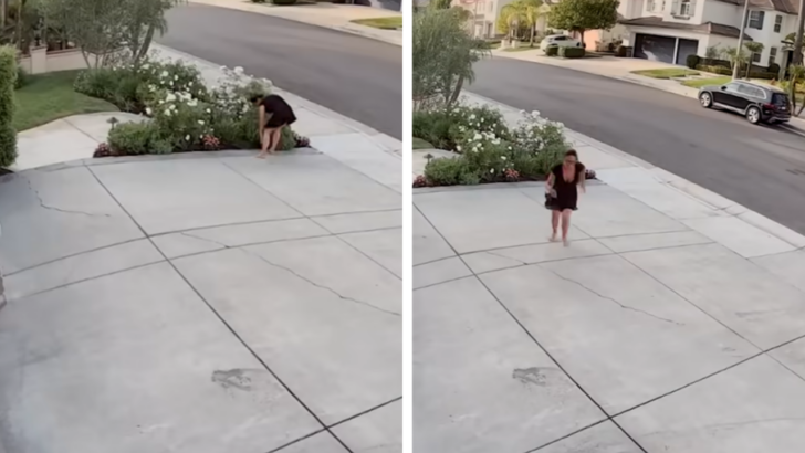 Rattlesnake Bites California Woman While She Stops to Trim Her Roses