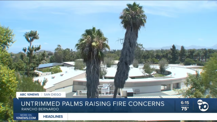 Palm Trees Around an Elementary School Look Like a ‘Matchbook’ Waiting for a Spark, According to a Neighbor
