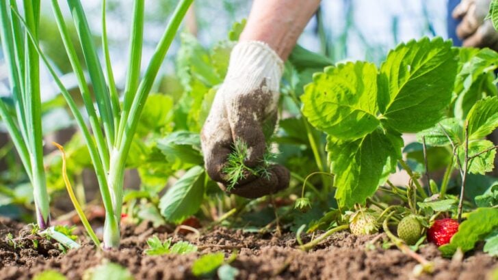 Stop The Weeds Before They Win: 12 Chemical-Free Methods That Actually Work