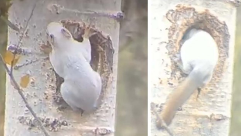 A Backyard Visitor Turned Out to Be a ‘Ghost Squirrel’ and Here’s Why It’s So Rare