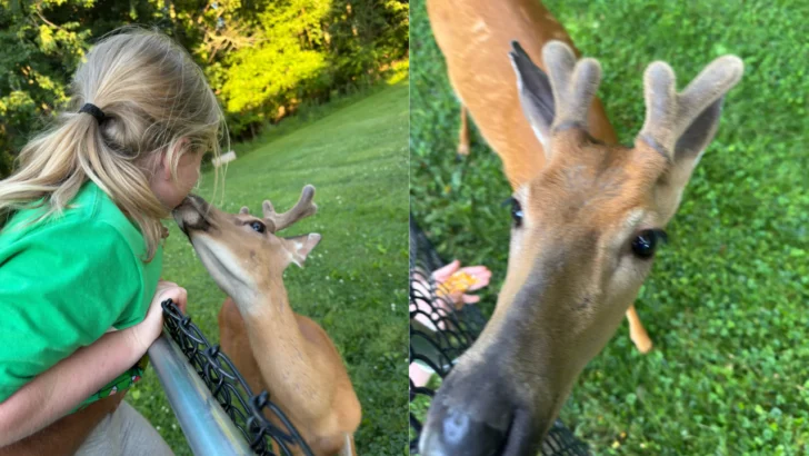 A Wild Buck Named Benny Has Befriended an Ohio Family, Eating From Their Hands and Playing With the Kids