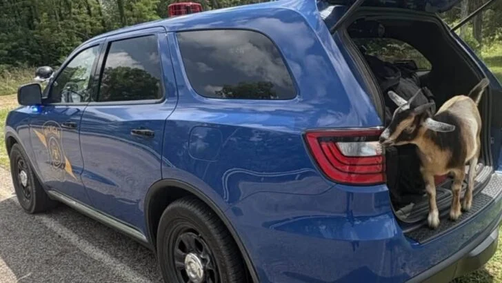 Goat Jumps Into a Police Car While It’s Chasing a Motorcyle