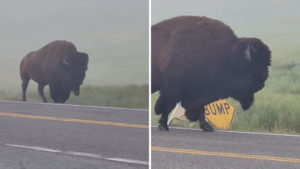 bison yellowstone road sign