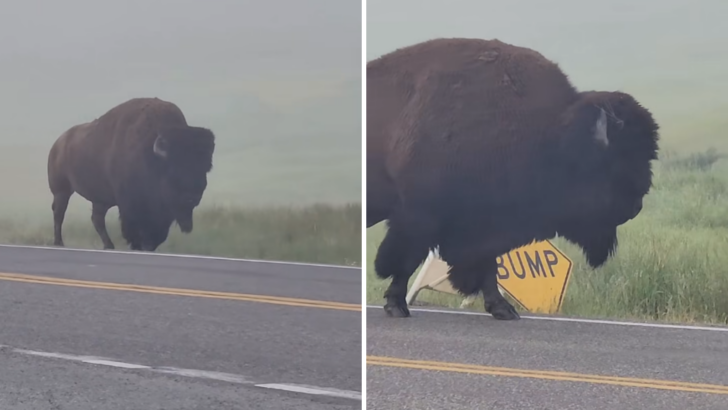 Yellowstone Hilariously Bison Huffs, Puffs, And Rages at Road Sign