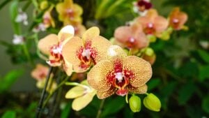 A bush of flowering Orchids in the garden, close-up